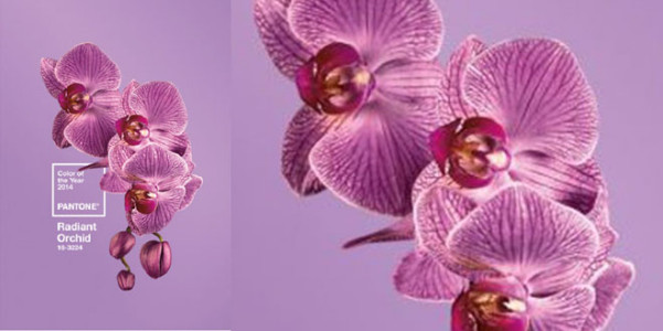 Radiant Orchid Pantone