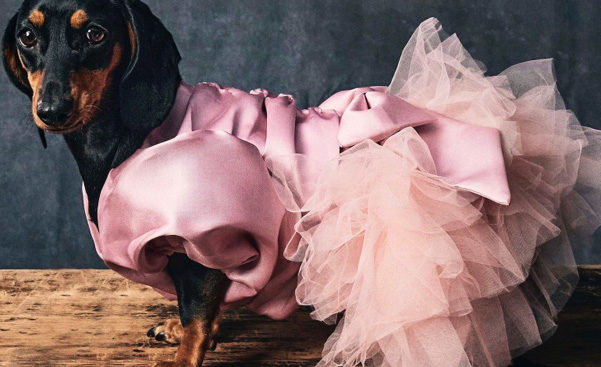Louis Vuitton accessori di lusso per cani una linea super chic